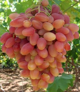 Vitis 'Preobraženie'